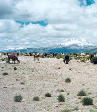 Altiplano landscape, llamas and alpacas, with the Sajama volcano in the background, Bolivian-Chilean border (near Tambo, Bolivia)