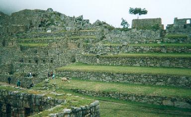 One of the steep terraces of Machu Picchu, Per� where corn (mainly) was cultivated by the Incas, the temple worship partly focused on increasing crop yields.  The once mighty temple and fortress is now a ruins and its people have been subdued.
