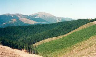 Timber ranching between Nelson and Murchison, New Zealand (northern South Island)