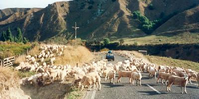 Sheep Cossing, 20km north of Wanganui, New Zealand (southwestern part of the North Island)
